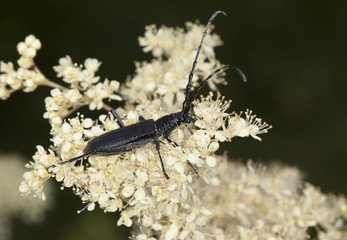Capricorn beetle, Cerambyx scopolii feeding on white flower
