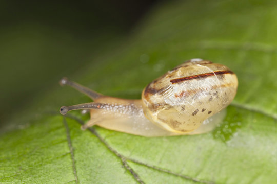 Snail sitting on leaf, macro photo
