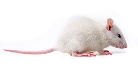 white rat - white background