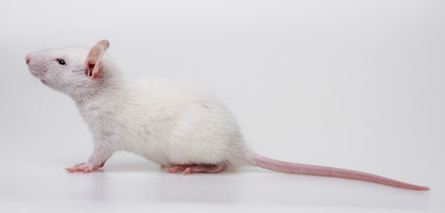 white rat on white background