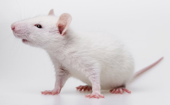 white rat - pet