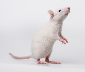 white rat - Powered by Adobe