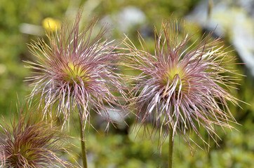 Achenes on the Fruit of pasqueflowers