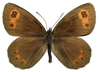 Obraz premium Isolated Scotch Argus butterfly