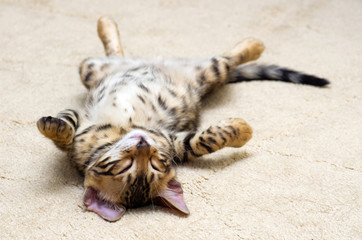 kitten sleeps