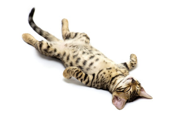 Obraz premium kitten sleeps