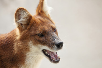 Portrait of an australian dog, a dingo