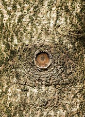 l'oeil de l'arbre