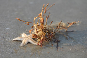 étoile de mer