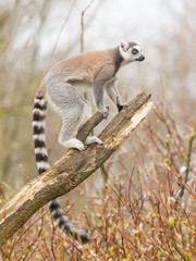 Ring-tailed lemur (Lemur catta) © michaklootwijk