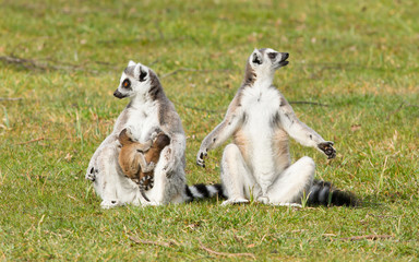 Ring-tailed lemur (Lemur catta) © michaklootwijk