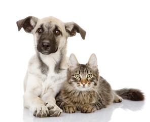 Naklejka premium dog and cat lie together. isolated on white