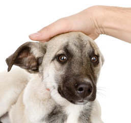 obedience dog. isolated on white