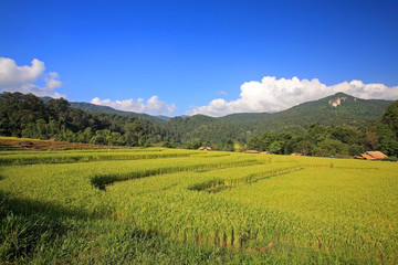 Terraced ripe rice field in Chiang Mai, Thailand
