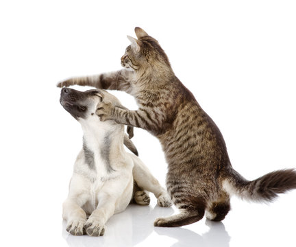 cat beats a paw on a nose of a dog. isolated