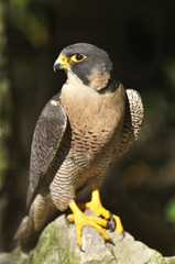 Halcón peregrino posado sobre roca.