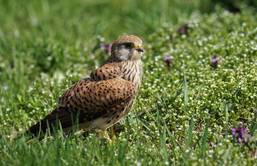common buzzard in nature