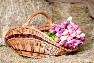 Tulips in the basket on the background of hay.