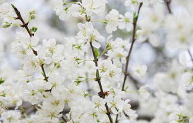 Seasonal Spring cherry tree blossom