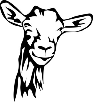 head of hornless goat