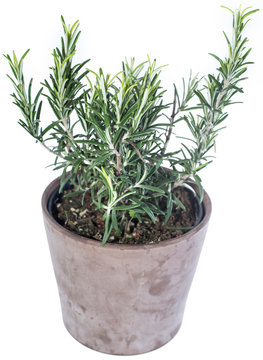 Rosemary Plant isolated on white