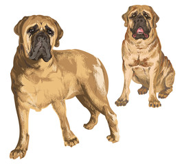 Obraz premium Two images of mastiff