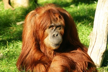 Sumatra-Orang-Utan