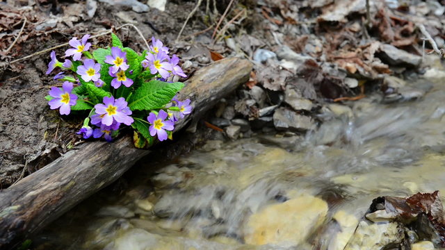 Spring purple flower Primula in the forest near stream.