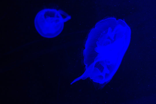meduse 2