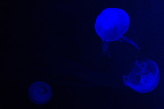 meduse