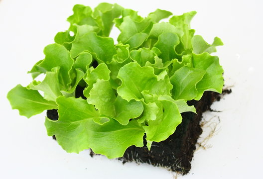 plant de salade batavia