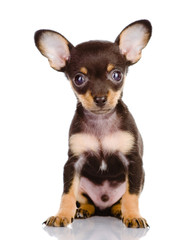 Toy Terrier puppy. isolated on white