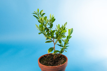 Coca plant, Erythroxylum coca