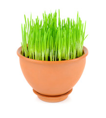 Young sprouts of wheat are in a clay pot on a white background