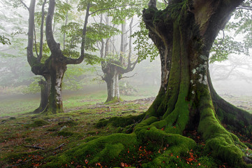 foggy beech forest in spring