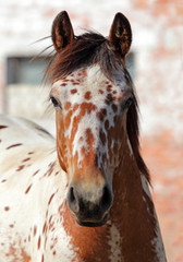 Spotted horse head shot