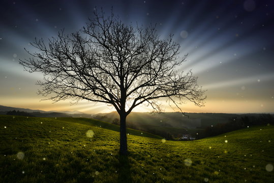 albero al tramonto
