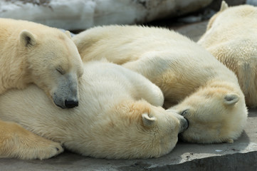 Obraz na płótnie Canvas Polar bears family sleeping