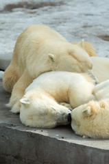 Polar bears family sleeping