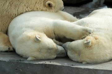 Polar bears family sleeping