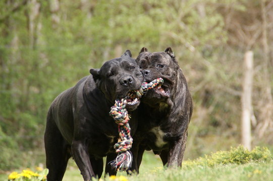 Cane corso
