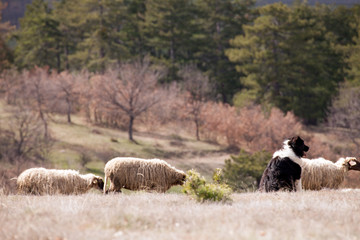 bulgarian dog in fields