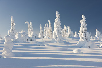 Snowy forest in Lapland, Finland
