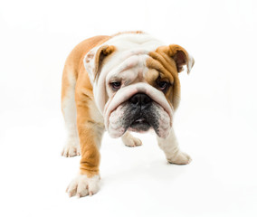 Bulldog