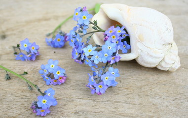 myosotis sur fond bois