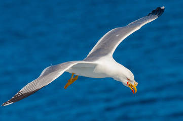 Naklejka premium Seagull flying among blue sky