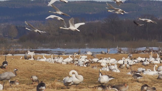 Fr&uuml;hling in Schweden - Wasserv&ouml;gel