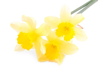 Daffodils isolated on white