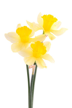 Daffodils isolated on white