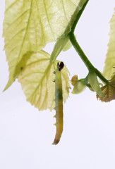 Moth caterpillar on a leaf - obrazy, fototapety, plakaty